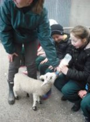 P2 and P3 Visit Streamvale Farm!